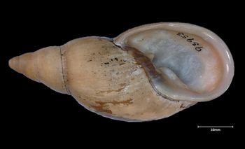 Media type: image;   Malacology 93953 Aspect: apertural